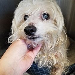 Henderson Nc Maltese Meet Clay A Pet For Adoption Pet