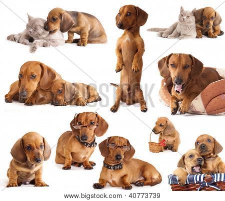 Dog Dachshund In Different Poses Poster In 2020 Dachshund