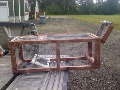 armadillo traps armadillo traps