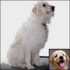 Dog Behavior Mounting And Dog Training Classes In Quakertown