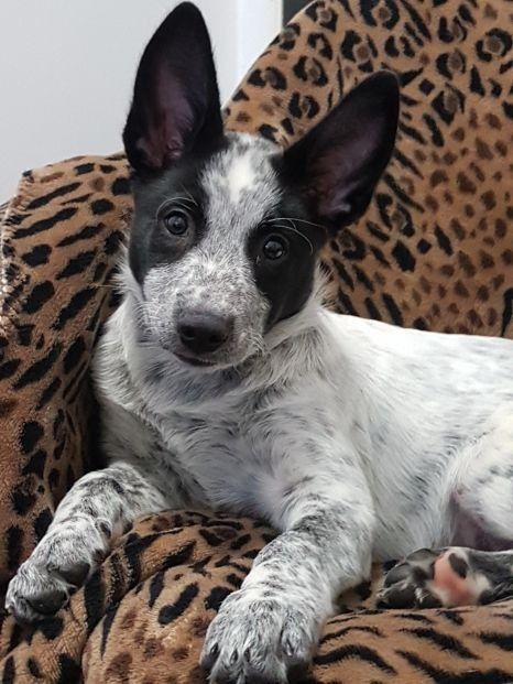 Blue Heeler Border Collie Mix Puppy Bordercollie With Images