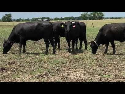 The Amazing Dairy Cow Dairy Cattle Dairy Cows Dairy Cow Facts