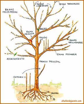 Informe Todo Sobre La Poda De Especies árboles Rosales Arbustos Y Frutales Podas De Floración Y Bonsai Tree Care Large Backyard Landscaping Bonsai Garden