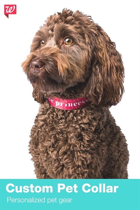 Dog Training Greensboro Dog Training Tips For Puppies Dog