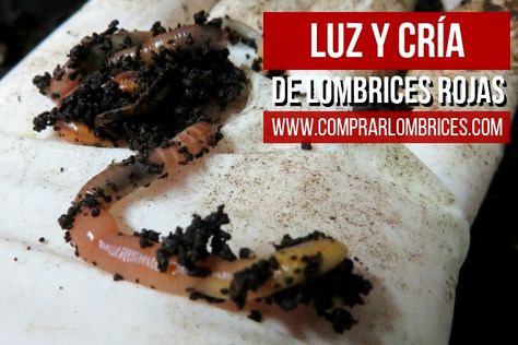 Las Mejores 65 Ideas De Lombrices Rojas Californianas En 2021 Lombrices Californianas Lombriz Lombricultura