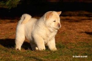 Chow Chow Puppies Smooth Coat Cute Baby Animals Chow Chow Puppy