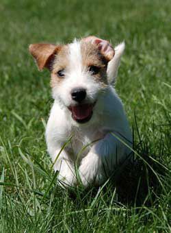 Pin on Dogs Parson Russell Terrier Hobbyzucht Home