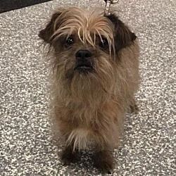 Shihtzu Shih Tzu Pets Pet Adoption