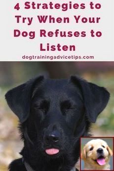 Pin On Dog Behavior
