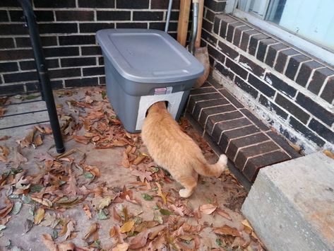 Bastelanleitung Hiermit Kannst Du Streuner Katzen über Den Winter Hiermit Kannst Du Streuner Katzen über