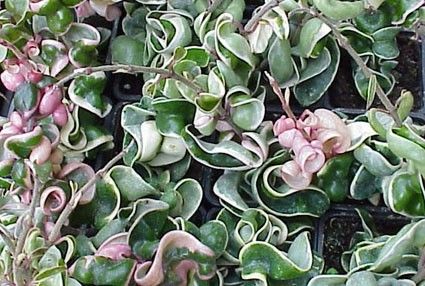 Hoya Carnosa Compacta Regalis Easy Plants Succulents Hoya Plants Hoya Carnosa Compacta Regalis Easy Plants Succulents Hoya Plants