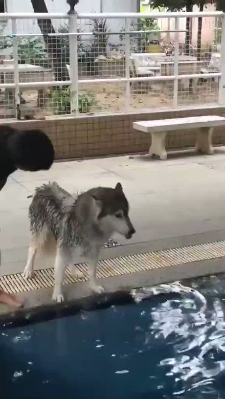ポッカキット ハスキー犬 初めての水泳訓練 動物のおもしろ動画 かわいい動物の写真 動物 かわいい ポッカキット ハスキー犬 初めての水泳訓練 動物のおもしろ動画 かわいい動物の写真 動物 かわいい