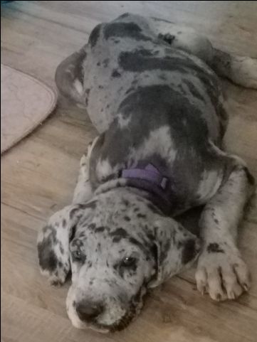 Great Dane Puppy For Sale In Bossier City La Adn 33516 On