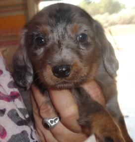 Sunset Dachshunds Dachshunds Colorado Dachshund Pups Dapple