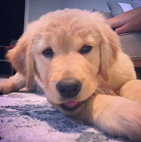 10 Irresistible Pictures Of Baby Golden Retriever Puppies And