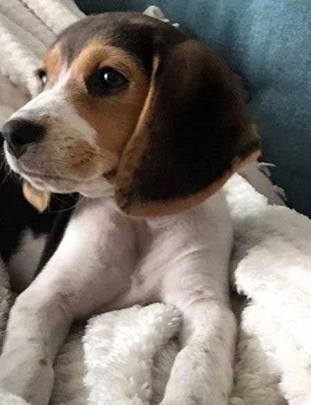 Learn More Info On Beagle Pups Take A Look At Our Web Site