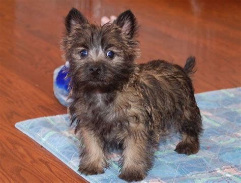 Images Cairn Terrier Puppies Cairn Terrier