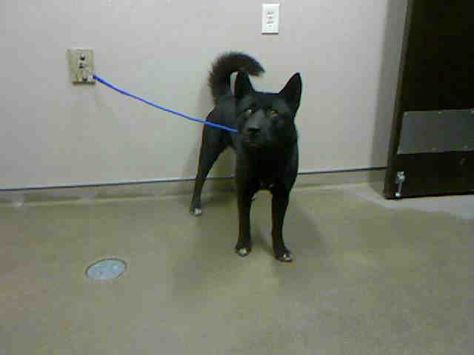 Grace Id A696771 Shelter Staff Named Me Grace Black Chow