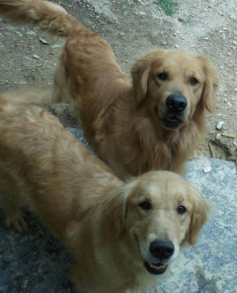 White Sand English Cream Golden Retriever Puppies For Sale Alabama