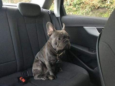 Aol Mail Frenchbulldogsblue French Bulldog French Bulldog