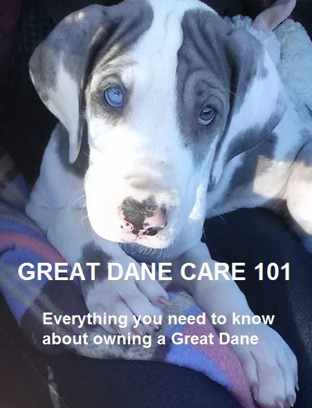 Great Dane Care 101 Dane Puppies Dane Dog Great Dane Puppy
