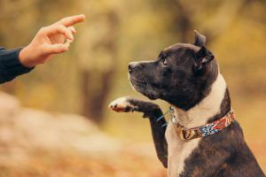 Elecane Dog Bark Collar Review Off Leash Dog Training Bark