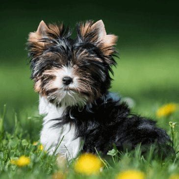 Chews A Puppy Chews A Puppy