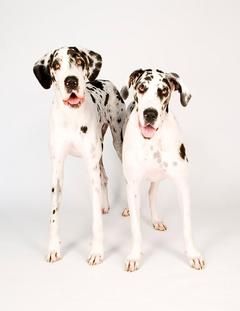 Austin Texas Usa Harlequin Great Danes Pets Dogs