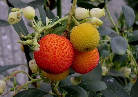 ヒメイチゴノキの実 植物 お庭 庭 づくり ヒメイチゴノキの実 植物 お庭 庭 づくり