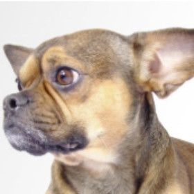 French Pin Dog This Dog Is A Crossbreed Between French Bulldog And