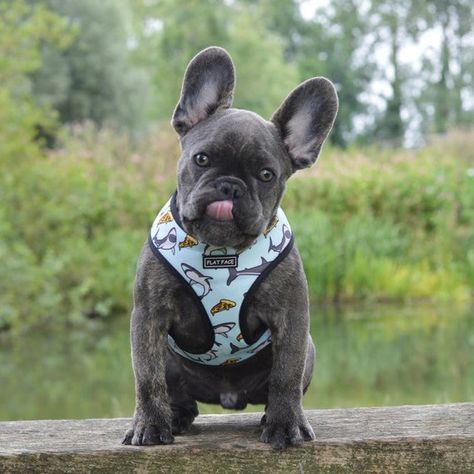 Flat Face Reversible Dog Harness French Bulldog Harness Boston