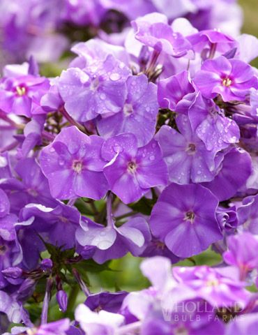 Blue Boy Garden Phlox Blooms From July Till Frost Tall Phlox