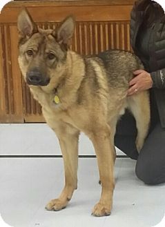 Cornwall On German Shepherd Dog Meet Chevy A Dog For Adoption