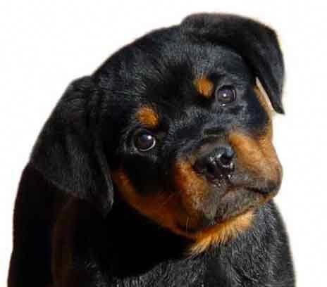 Exceptional Rottweilers Information Is Readily Available On Our
