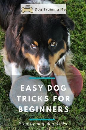 Easy Dog Tricks For Beginners Dog Hacks Dog Training Dog