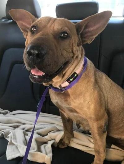 Adopt A Dog A Sharpei Mix And A Rat Terrier Mix Rat Terrier Mix