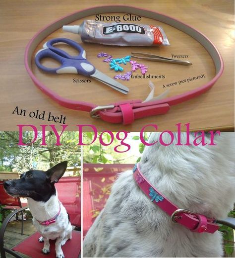 Dollar store dog collars hot sale