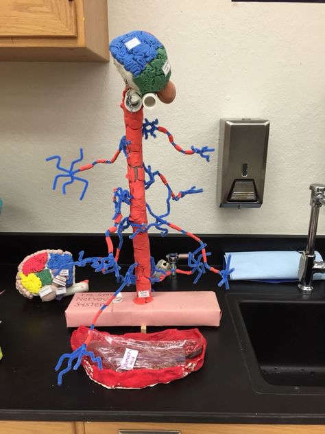 10 Best Brain Project Ideas Brain Models Science Projects Brain pin-on-gus