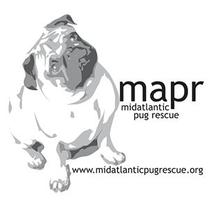 Pug Rescue Directory Pug Breeders Pugs Pug Puppies