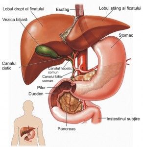 cancer colon higado