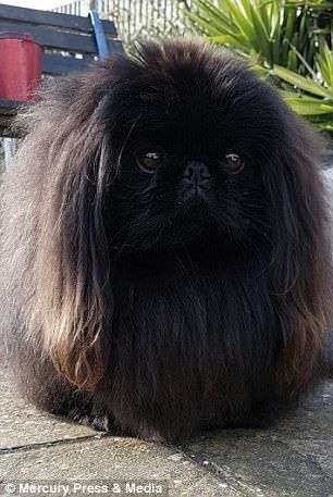 pet is the spitting image of monster from swinton insurance adverts pekingese puppies cute animal pictures cute dogs