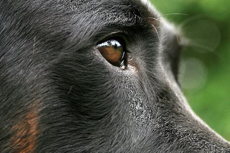 Can You Give Dogs Eye Drops Can C Eye Drops For Dogs In 2020 Cataracts In Dogs Eye Drops For Dogs Dog Allergies