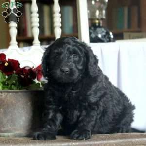 New Arrivals Mini Labradoodle Puppy Greenfield Puppies New Puppy