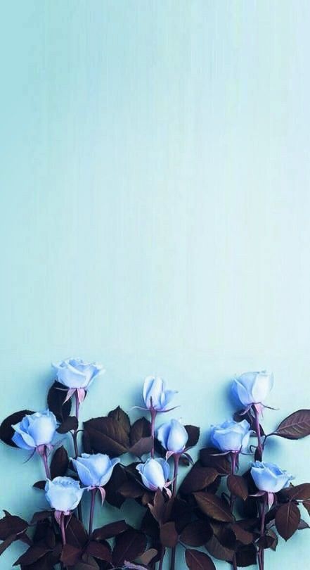 Photo Blue Roses Wallpaper Blue Flower Wallpaper Baby Blue Aesthetic