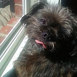 Pin By T Press On Shih Tzus Up For Adoption Pets Shih Tzu Mix