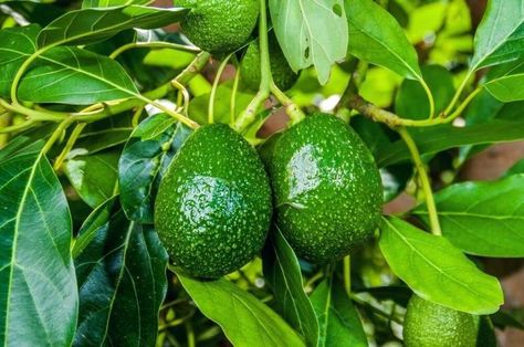 9 Growing fruit trees ideas in 2021 | growing fruit trees, growing