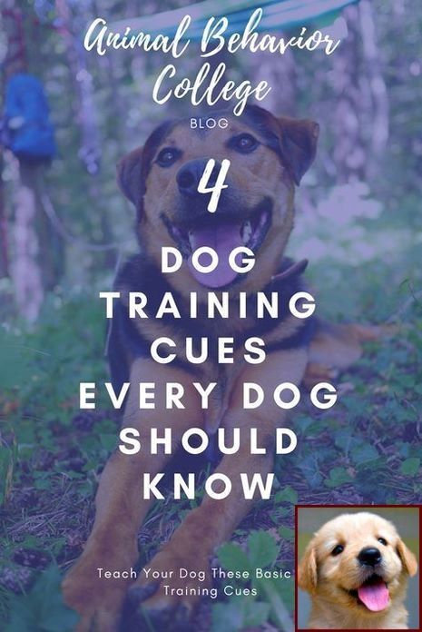 House Training A Bulldog Puppy And Clicker Training Dogs Youtube