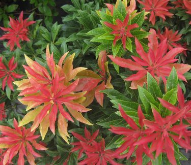 Pierus Mountain Fire I Would Have To Say That When Moved Pierus Mountain Fire I Would Have To Say That When Moved Oregon From California No Comments Please Andromeda Shrubs Amazed Me They Kep