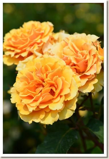 バラ インドラ Indra 花の手帖のバラ図鑑 バラ 花 や フラワー バラ インドラ Indra 花の手帖のバラ図鑑 バラ 花 や フラワー