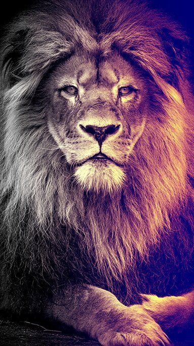 Awesome Wallpapers Lion Wallpaper Lion Tattoo Lion